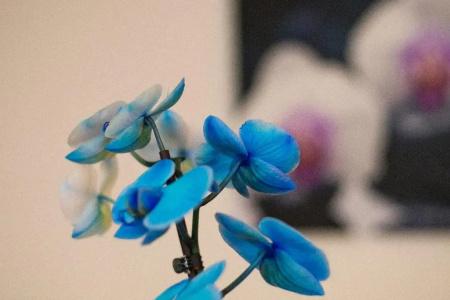 Art - 49