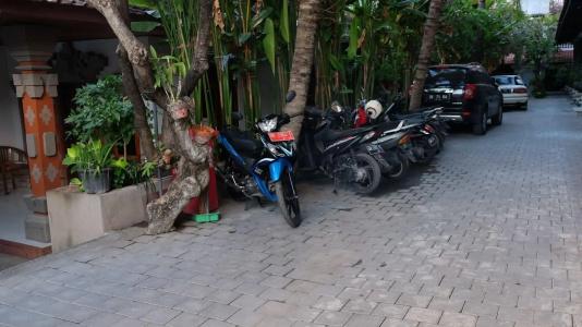 Palm Garden - 22