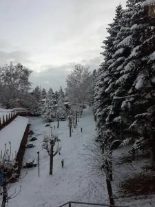 Bolu Yildiz - 22
