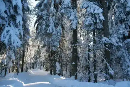 Sonnenhof - 19