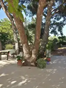 Baglio il Giovinetto - 15