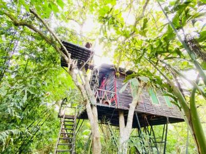 Khao sok tree house resort - 35