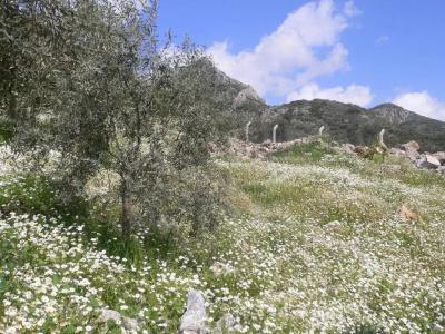 Natureland Efes Pension - 35
