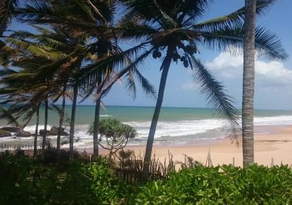 Turtle Bay - 11
