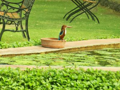 Jai Niwas Garden - 14