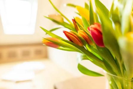 Budget Alexander - 75