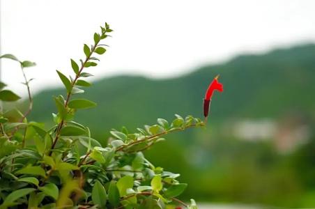 Proud Phu Fah Hip & Green Resort - 66