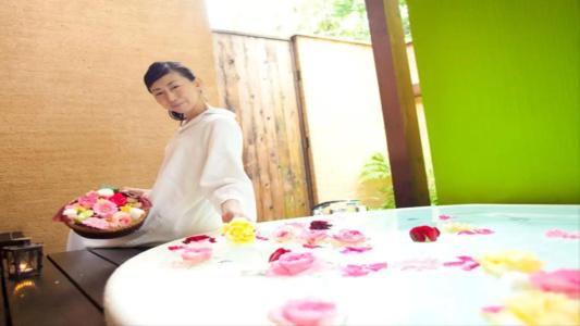 Allamanda - 16