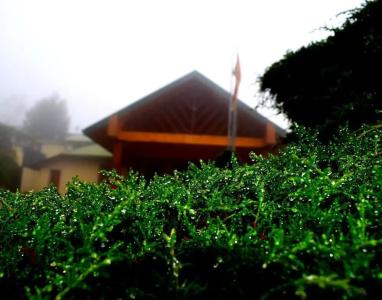 Tea Bush - 12