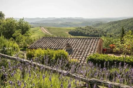 Wine Dievole - 36
