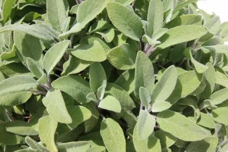 Intorno Al Fico - 89