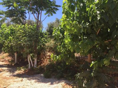 Olympos Mocamp - 4