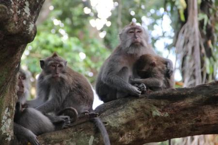 Anumana Ubud - 29