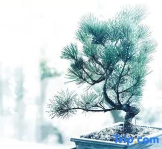 The Ritz-Carlton Kyoto - 28