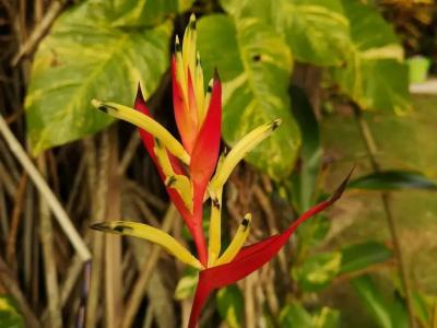 Tropical House - Jungleside Villa - 47