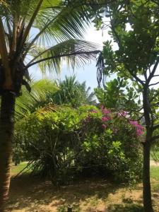 Harmony Beach Bungalows - 53