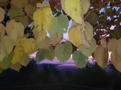 Panoramic - 48