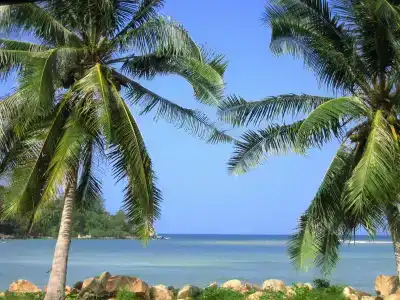 Wattana - 8