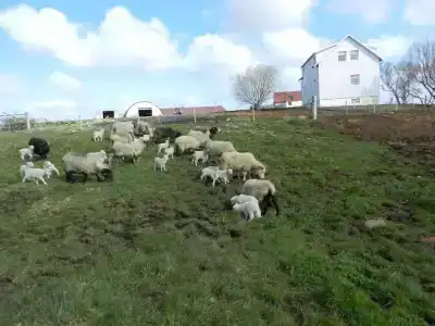 Farmer's - 33