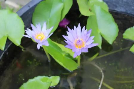 Phuc Thao Villa - 51