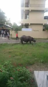 Sauraha - 11