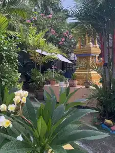 Kata Leaf - Sha Extra Plus - 16
