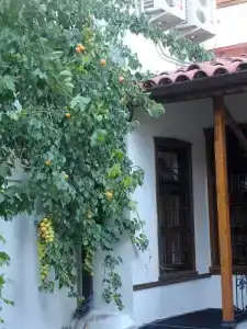 Konya Dervish - 22