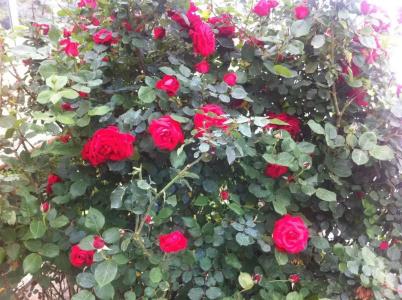 Atamer Doga Resort - 35