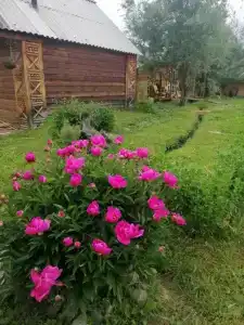 Алтайна - 38
