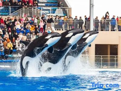 Shanghai Haichang Ocean Park Theme Resort - 15