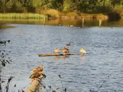 Vakantiepark Witterzomer - 12