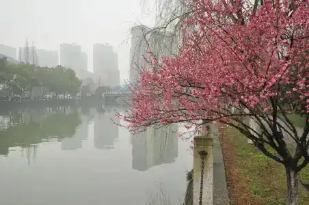 Zhejiang Xiangyuan - 24