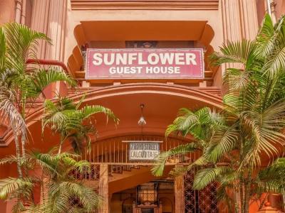 Sunflower - 12