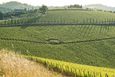 Wine Dievole - 28