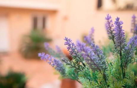 Il Cortile delle Esperidi - 78