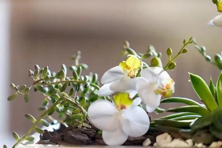 Villa Orselina - Small Luxury - 26