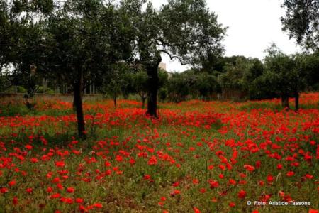 La Mimosa Case Vacanze - 56