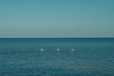 Radisson Blu Palace Resort & Thalasso, Djerba - 24