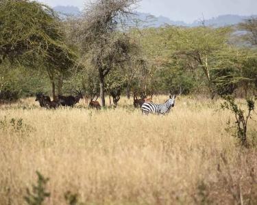 Polo Safari Club - 4
