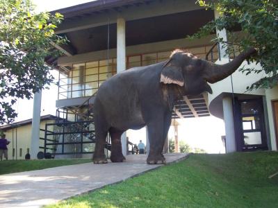 The Elephant Corridor - 23