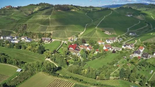 Rebstock Durbach - 41