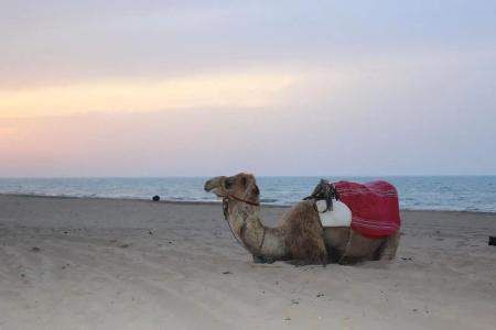 Regency Tunis - 35