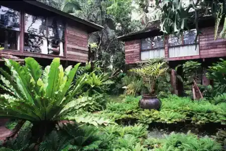 Fern Paradise - 19
