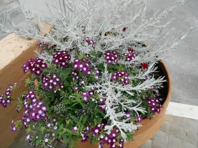 Nanakis Beach Luxury Apartments - 16