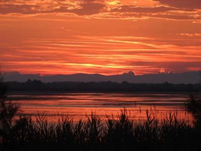 Les Palmiers En Camargue - 43