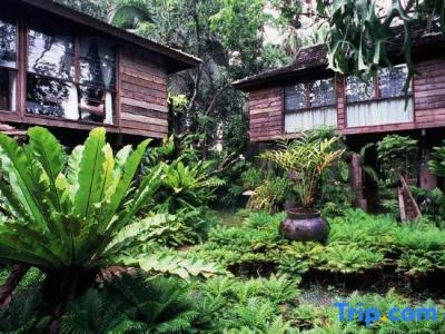 Fern Paradise - 37