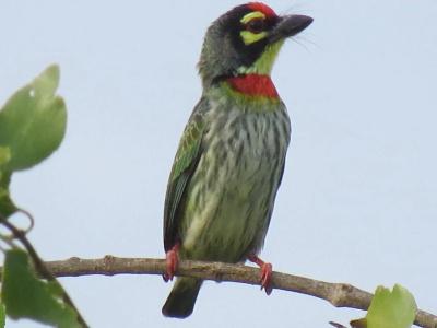 Koragaha Lodge - Yala - 9