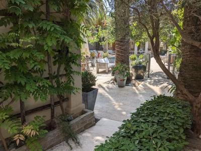 Pastis St Tropez - 66