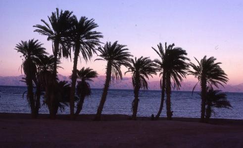 Star Of Dahab - 3