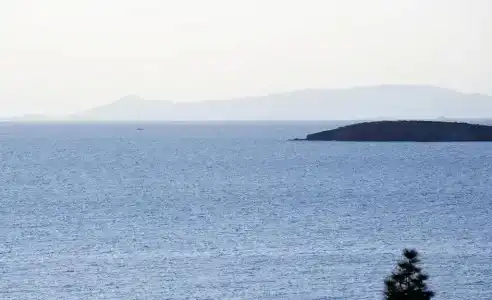 Amarilia - 45